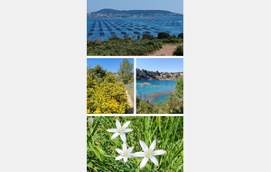 Sur les hauteurs de Bouzigues 8km D+50m